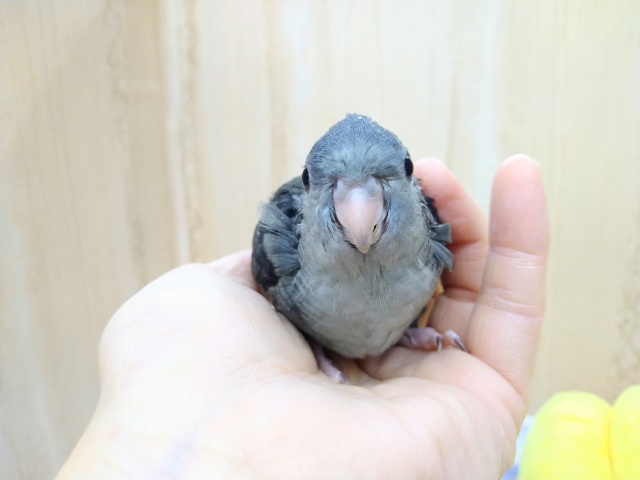 サザナミインコ
