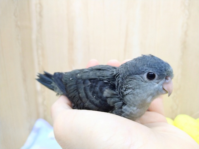 サザナミインコ
