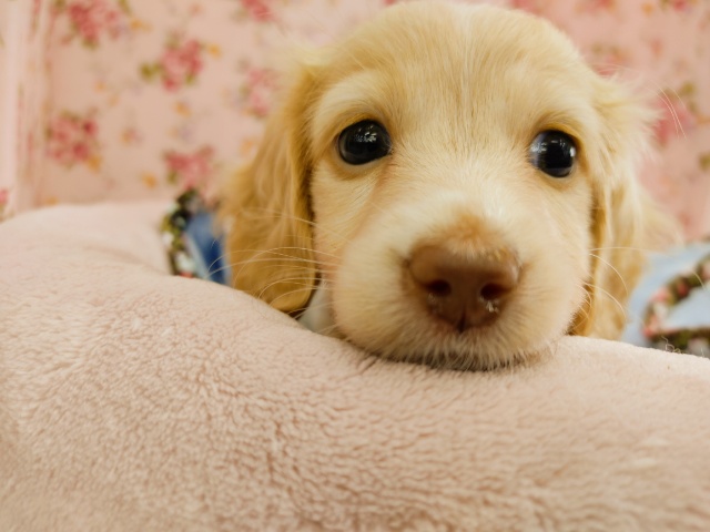 ミニチュアダックス