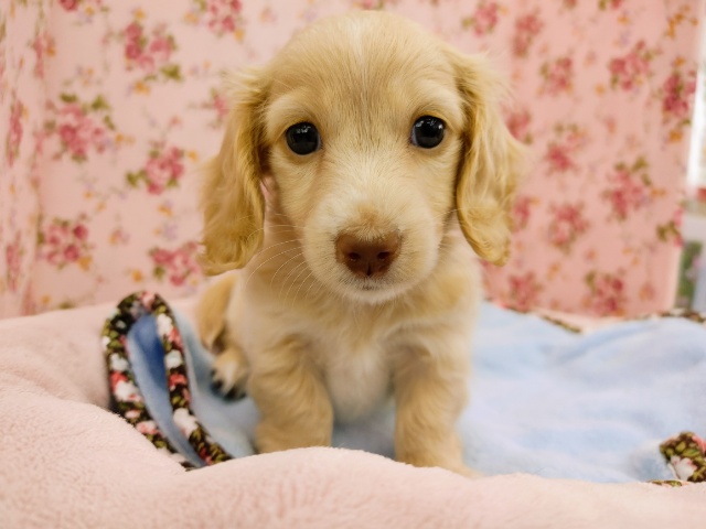 ミニチュアダックス