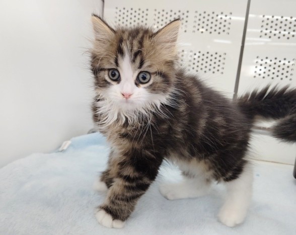 スコティッシュフォールド