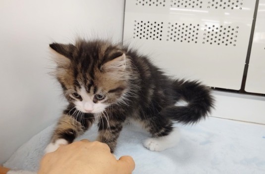 スコティッシュフォールド