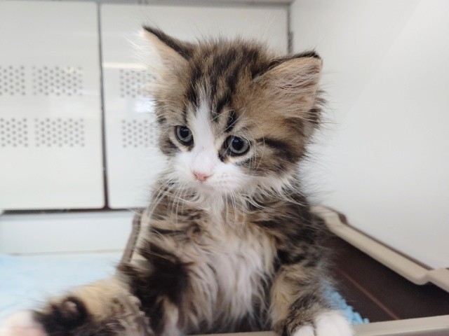 スコティッシュフォールド