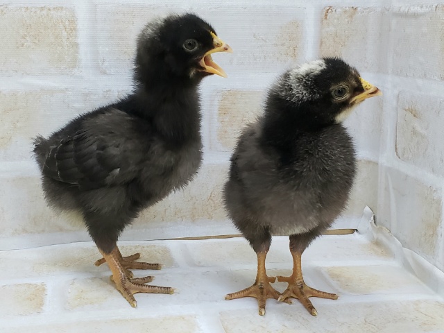 房総地鶏（ボウソウジドリ）