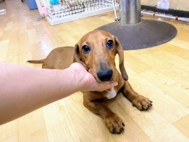 スタンダードダックス