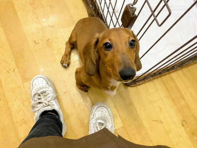 スタンダードダックス