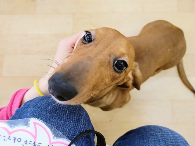 スタンダードダックス