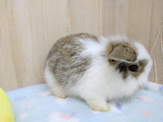 ロップイヤーラビット