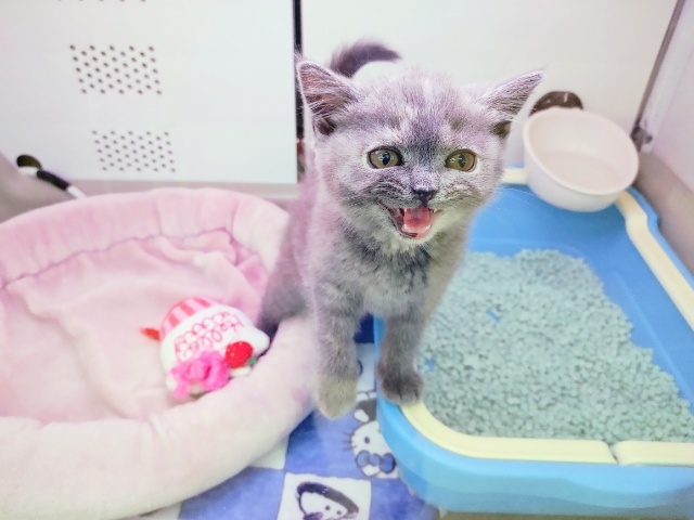 ブリティッシュショートヘア