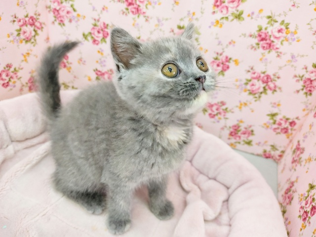 ブリティッシュショートヘア