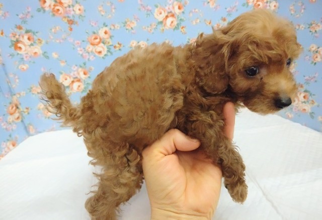 トイプードル