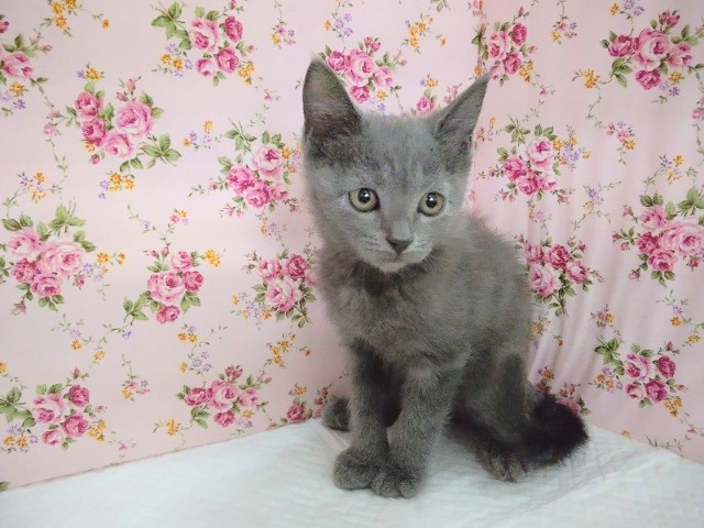 ブリティッシュショートヘア