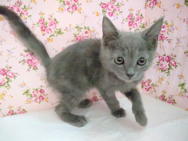 ブリティッシュショートヘア