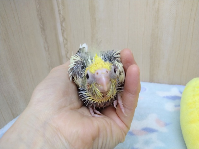 オカメインコ