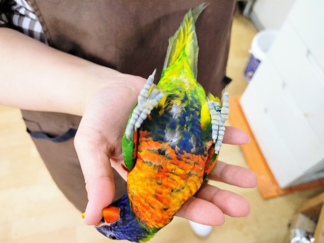 ゴシキセイガイインコ