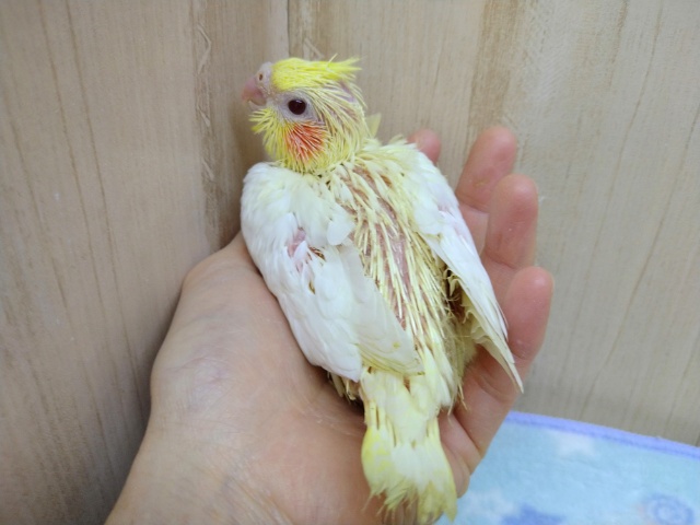 オカメインコ