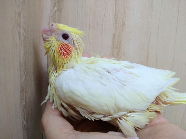 オカメインコ
