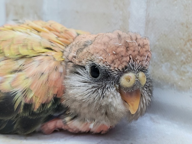 アキクサインコ（秋草インコ）