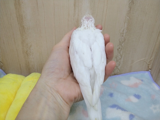 オカメインコ