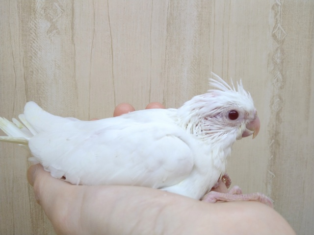 オカメインコ