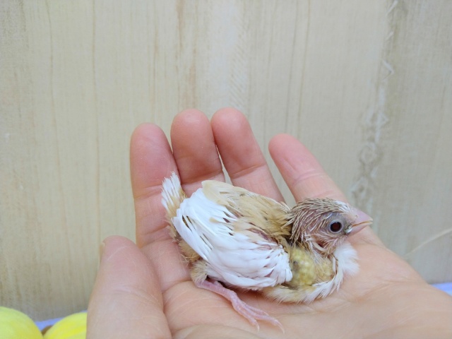 十姉妹（ジュウシマツ）