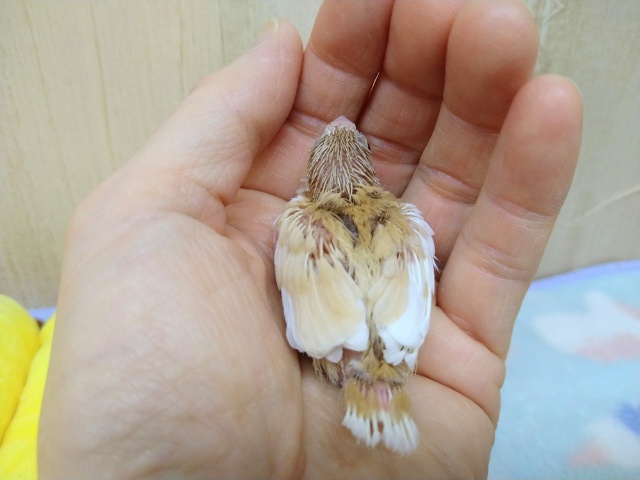 十姉妹（ジュウシマツ）