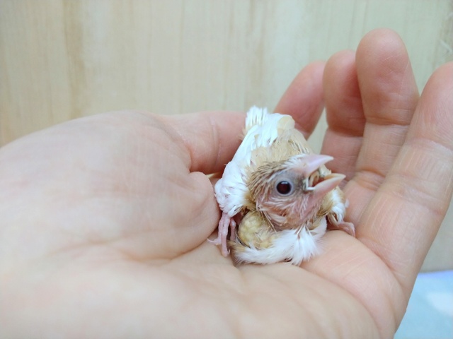 十姉妹（ジュウシマツ）