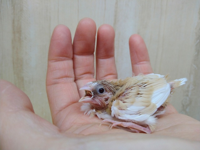 十姉妹（ジュウシマツ）