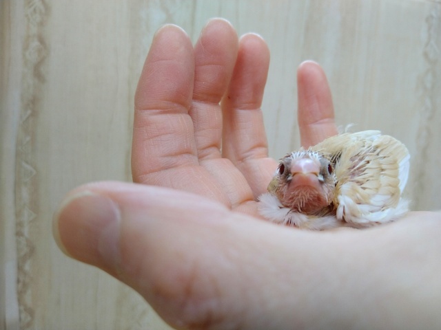 十姉妹（ジュウシマツ）