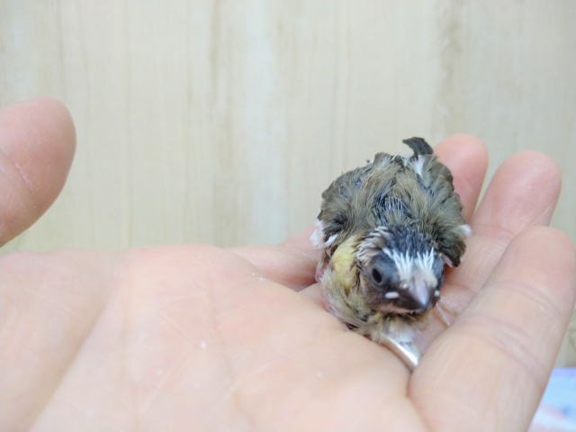 十姉妹（ジュウシマツ）