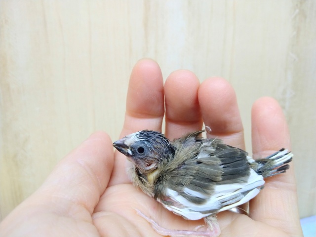 十姉妹（ジュウシマツ）