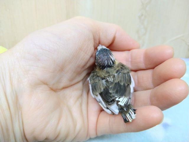 十姉妹（ジュウシマツ）