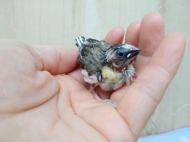 十姉妹（ジュウシマツ）