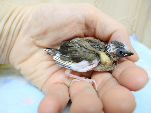 十姉妹（ジュウシマツ）