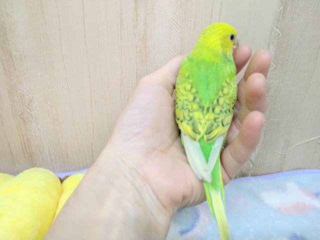 セキセイインコ