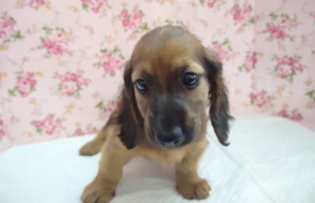 ミニチュアダックス