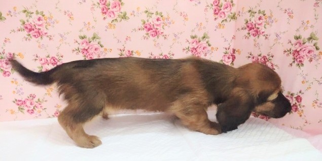 ミニチュアダックス