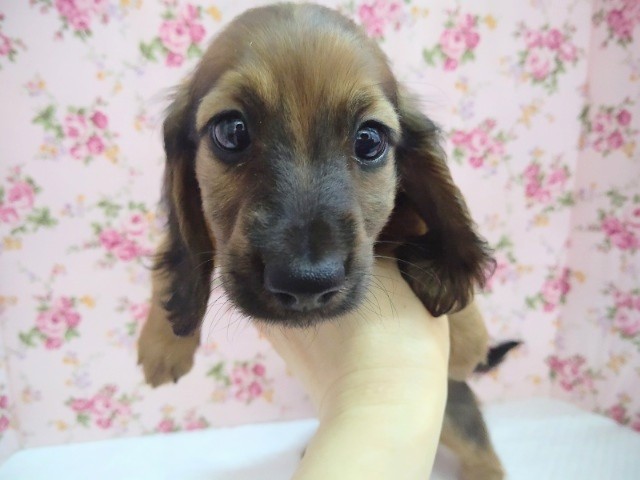 ミニチュアダックス