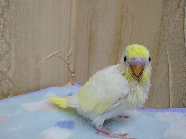 真っ黒なクリッとした目が可愛いです!セキセイインコクリームカラー セキセイインコ