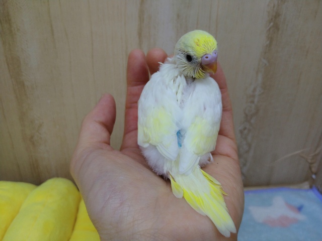 真っ黒なクリッとした目が可愛いです!セキセイインコクリームカラー セキセイインコ