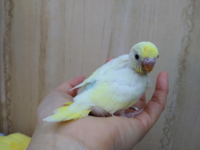 真っ黒なクリッとした目が可愛いです!セキセイインコクリームカラー セキセイインコ
