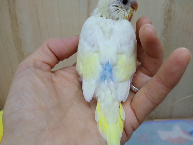 真っ黒なクリッとした目が可愛いです!セキセイインコクリームカラー セキセイインコ