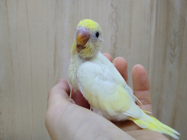 真っ黒なクリッとした目が可愛いです!セキセイインコクリームカラー セキセイインコ