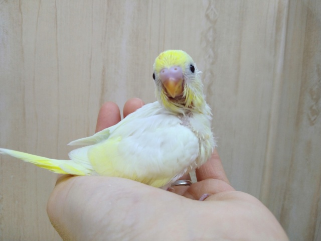 真っ黒なクリッとした目が可愛いです!セキセイインコクリームカラー セキセイインコ