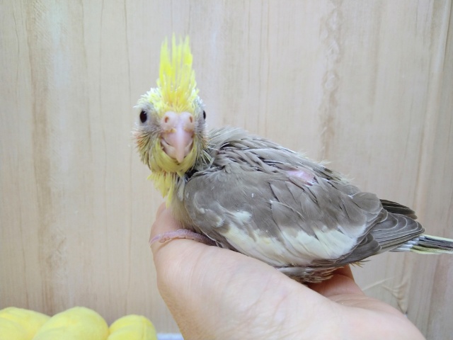 オカメインコ