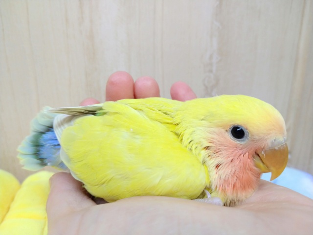 コザクラインコ（小桜インコ）