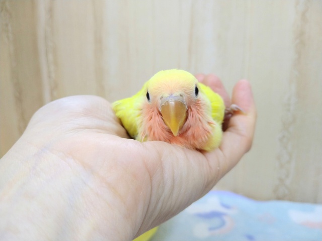 コザクラインコ（小桜インコ）