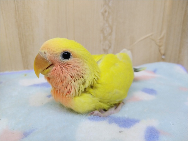 コザクラインコ（小桜インコ）