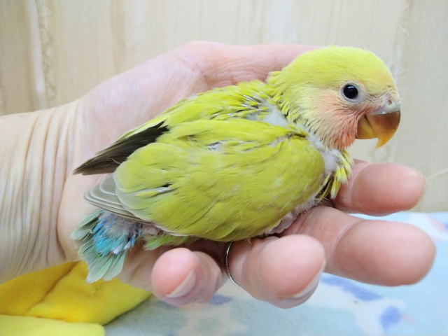 コザクラインコ（小桜インコ）