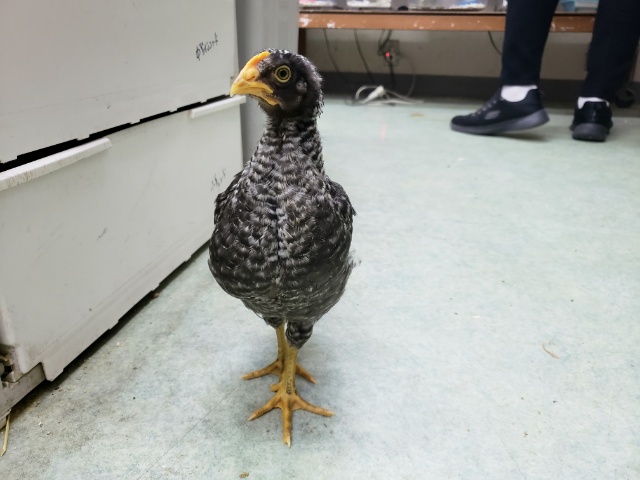 房総地鶏（ボウソウジドリ）